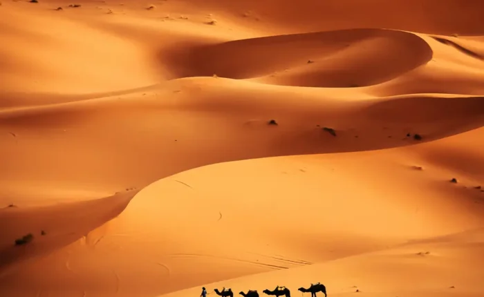 Caravana de dromedarios al atardecer en Erg Chebbi